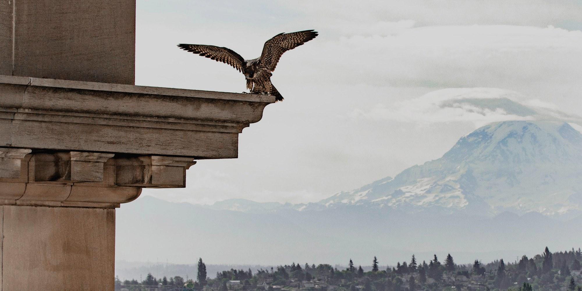 Carved stone eagle on the building's facade, with Mount Rainier visible in the distance