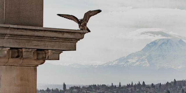 Carved eagle detail on the building's facade, with a view toward Mount Rainier